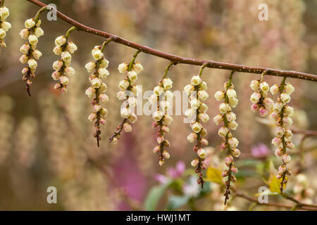 Hanging racemes of red tinged white flowers of the hardy Himalayan shrub, Stachyurus praecox 'Rubriflora' Stock Photo