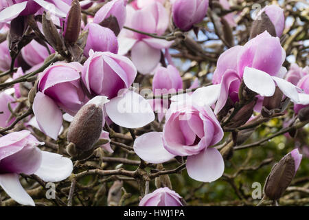 Large,, pink, early spring flowers of the hybrid tree magnolia,Magnolia 'Star Wars' Stock Photo