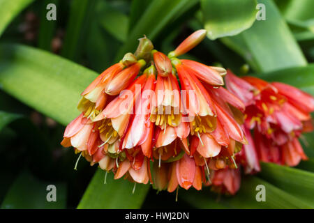 Orange flower of clivia miniata houseplant. Klivia lily plant Stock Photo