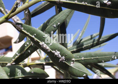 Oleander leaves densely covered with scale insects. Mealy mealybug. Thick infestation, garden Stock Photo