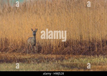 one natural roe deer buck standing in meadow with reed Stock Photo