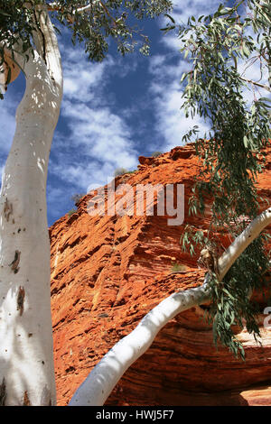 White Gum Tree in front of Red Cliffs and Blue Sky at Kalbarri National Park Stock Photo