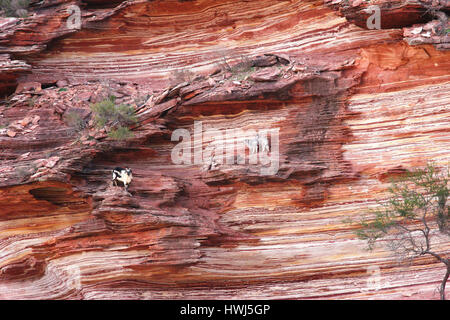 Wild Goats standing high in a Red Layered Cliff front at Kalbarri National Park Stock Photo