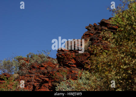 Glowing red rock face and bush with blue sky near Mount Nameless in Tom Price Western Australia Stock Photo