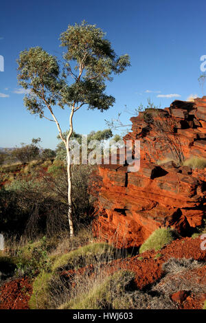 Red rock face and tree at Mount Nameless in Tom Price Western Australia Stock Photo