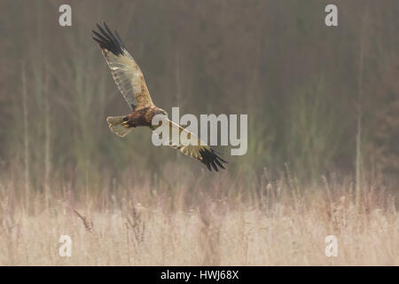 Female Hen harrier (Circus cyaneus) or northern harrier hunting above a meadow during a cold winter Stock Photo