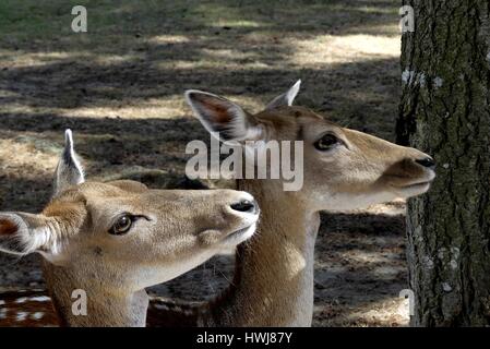 Two beautiful Deer , head profile portrait Stock Photo