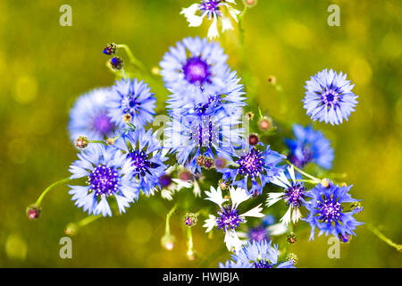 Blue cornflower in a garden, uper view Stock Photo
