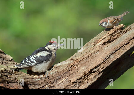 Young Great spotted woodpecker, Eurasian tree sparrow, Lower Saxony, Germany, , Dendrocopos major, Picoides major, , Passer montanus, Stock Photo