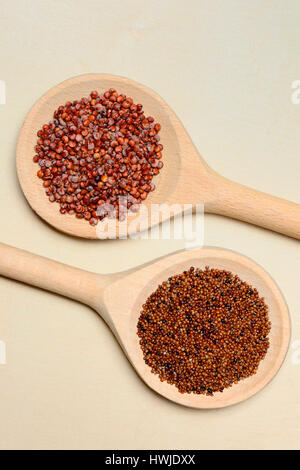 Quinoa , oben, und Kaniwa , unten, in Kochloeffel, Chenopodium quinoa, Chenopodium pallidicaule Stock Photo