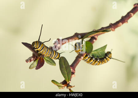 Caterpillar of the Monarch butterfly, Asclepia Curassavica, Monarch butterfly , Danaus plexippus, Benalmadena, Malaga province, Andalusia, Spain Stock Photo