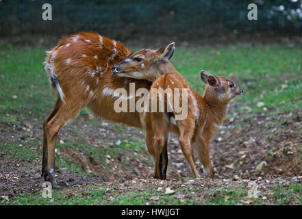 Speke's Sitatunga (tragelaphus speckii) mother and young Stock Photo