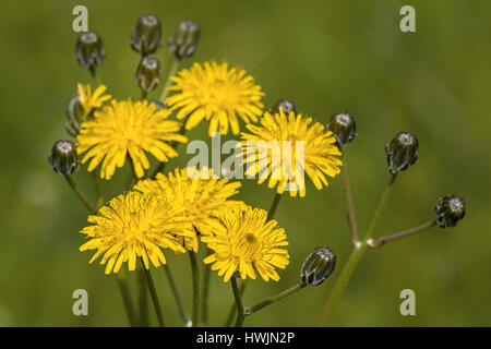 Flower of dandelion taraxacum officinale in garden family, cantabria, north of Spain, Europe. Stock Photo