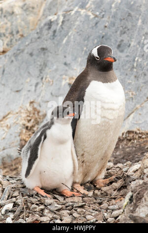 Penguin chick with adult. Gentoo penguins Antarctica on nest. Stock Photo