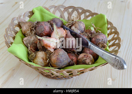 Raw lampascioni traditional wild food Stock Photo