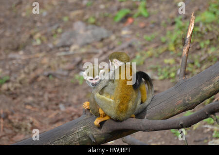 Pair of squirrel monkeys sitting together on a fallen log. Stock Photo