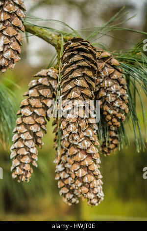 Cones of the Mexican Weeping Pine tree Stock Photo - Alamy