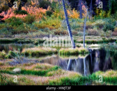 Beaver pond on Mill Creek with fall color. Inyo National Forest. California