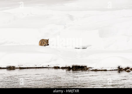 A bobcat (Lynx rufus) hunting for prey along the Madison River in Yellowstone National Park, WY, USA. Stock Photo