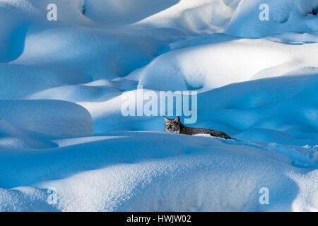 A Bobcat (Lynx rufus) stalking prey near the Madison River in Yelllowstone National Park, Wyoming, USA. Stock Photo