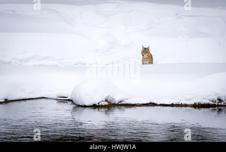 A bobcat (Lynx rufus) hunting for prey along the Madison River in Yellowstone National Park, WY, USA. Stock Photo