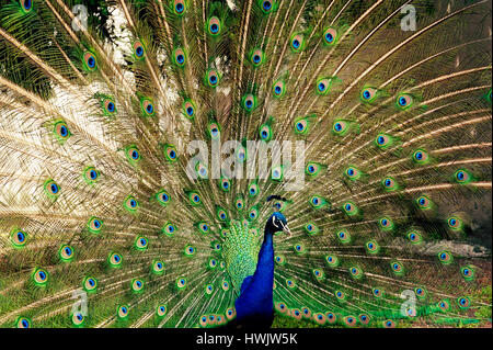 Peacock Showing Feathers Stock Photo