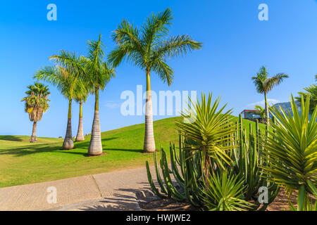 Palm trees and cacti plants on a golf course in nothern part of Tenerife island, Spain Stock Photo