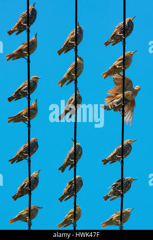 Starlings in different poses seen from below on rows of utility wires Stock Photo