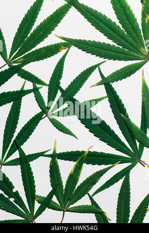 Background of Marijuana leaves shot inside a studio. Stock Photo