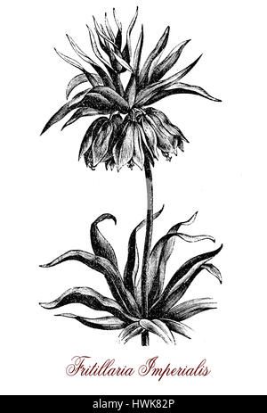 Vintage engraving of Fritillaria imperialis, flowering plant of the lily family cultivated as ornamental plant for the circle of golden flowers like a Stock Photo