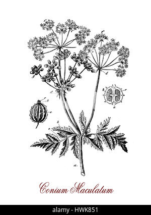Vintage engraving of Hemlock, a high poisonous herbaceous plant with small white clustered flowers, its toxin coniine is similar to curare Stock Photo
