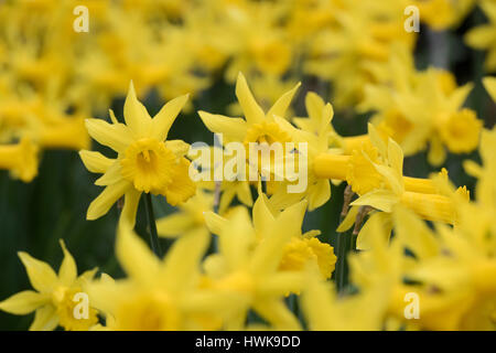 Narcissus 'Peeping Tom'. Daffodils in a flower border in March. UK Stock Photo