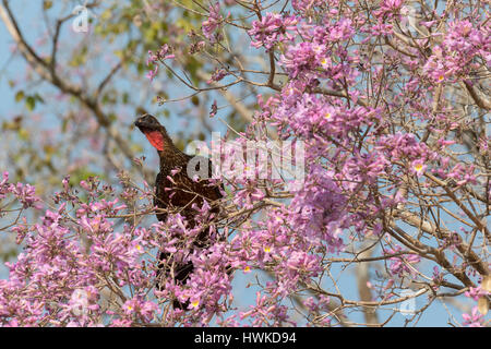 Chestnut-bellied Guan , Penelope ochrogaster, in a flowering pink Ipe tree, Pantanal, Mato Grosso, Brazil Stock Photo