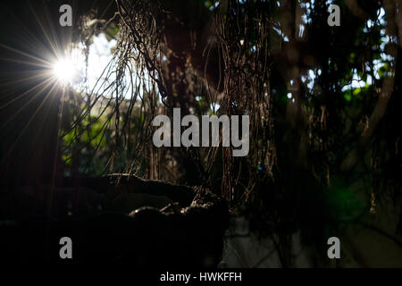 Sunbeams shining through the branches and leaves, the suns rays through the dry branches of tree. scene with feeling of hope. before the sunset Stock Photo