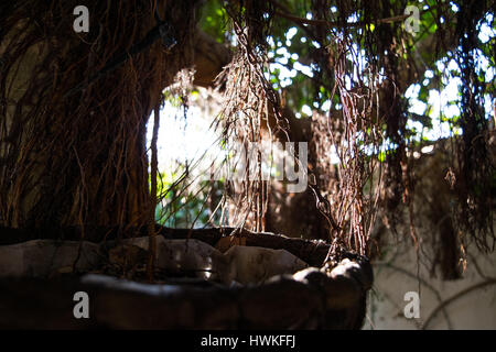 Sunbeams shining through the branches and leaves, the suns rays through the dry branches of tree. scene with feeling of hope. before the sunset Stock Photo