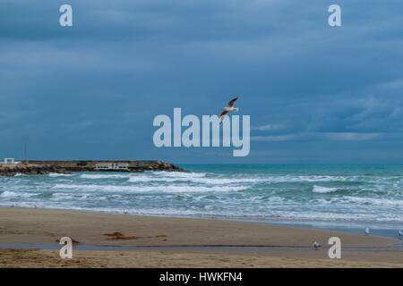Seagull flying against blue dramatic cloudy sky, over the sea Stock Photo