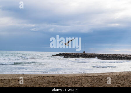 Seagull flying against blue dramatic cloudy sky, over the sea Stock Photo