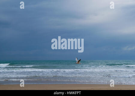 Seagull flying against blue dramatic cloudy sky, over the sea Stock Photo