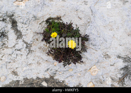 Two yellow flowers growing from the rock, wild nature, eyes in the rocks, view from the top Stock Photo
