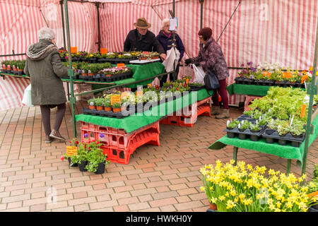 Gardeners buying Spring bedding and pot plants at a weekly market flower stall  in  North Yorkshire Stock Photo