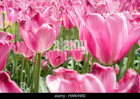 triumph tulip (variety 'Mistress Hotpink') Stock Photo