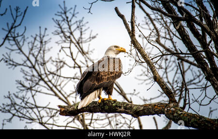 Bald Eagle standing majestically on a tree branch in Maryland Stock Photo
