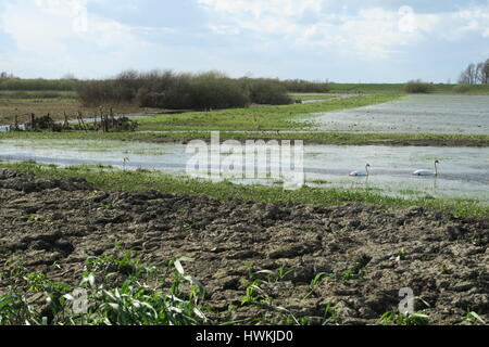 Ouse Washes at Sutton Gault in Cambridgeshire Stock Photo