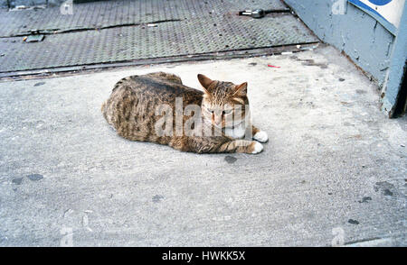 Grand Street Cat Stock Photo