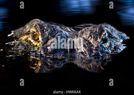 An American Alligator stares directly in to the camera. This was photographed at sunrise in the beautiful Florida Everglades. Stock Photo