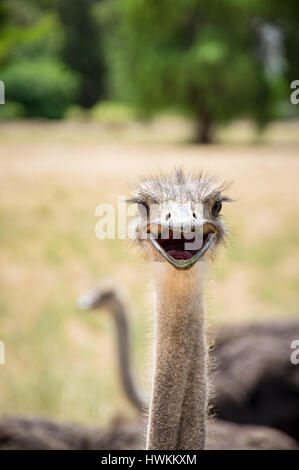 Curious Ostrich bird portrait close up Stock Photo