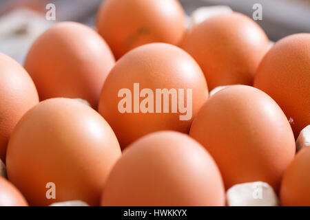 Raw and fresh, labeled organic chicken eggs packed in neat egg holders, ready to be transported and sold to consumers. Agribusiness, food production,  Stock Photo