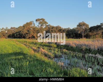 Rural creek through bush and wetland in the late afternoon sun, Victoria, Australia 2015 Stock Photo