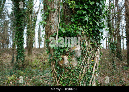 English Ivy, Hedera Helix, growing on trees in a woodland in england, uk. Stock Photo