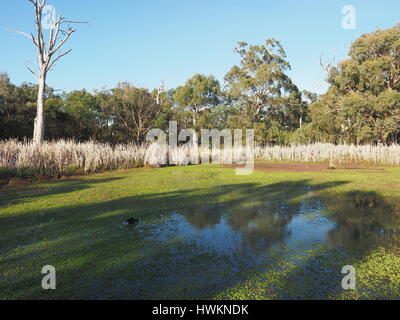 Rural creek through bush and wetland in the late afternoon sun, Victoria, Australia 2016 Stock Photo